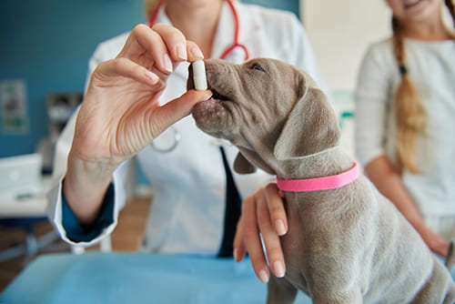 Veterinary Pharma
